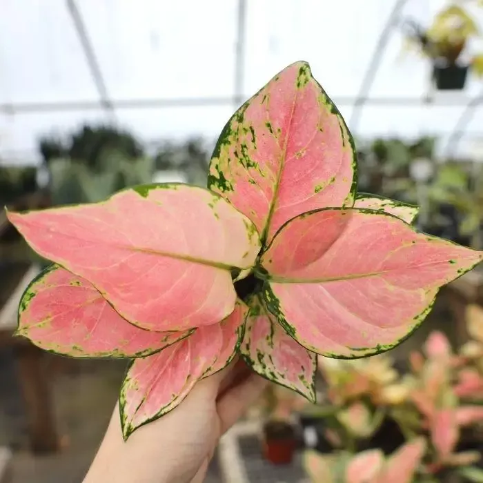 Aglaonema Cherry Pink