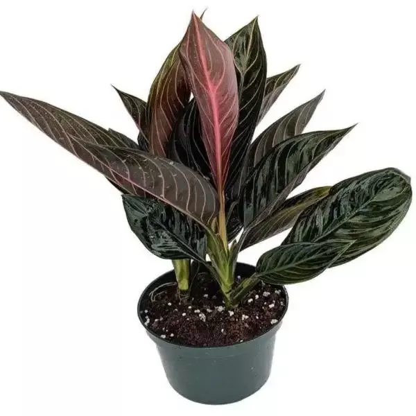 Aglaonema Chocolate