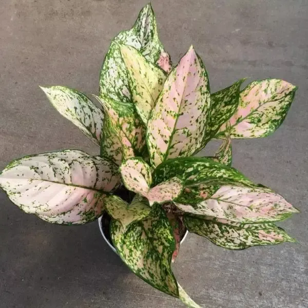 Aglaonema Etta Rose