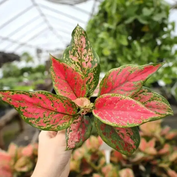 Aglaonema Lady Valentine