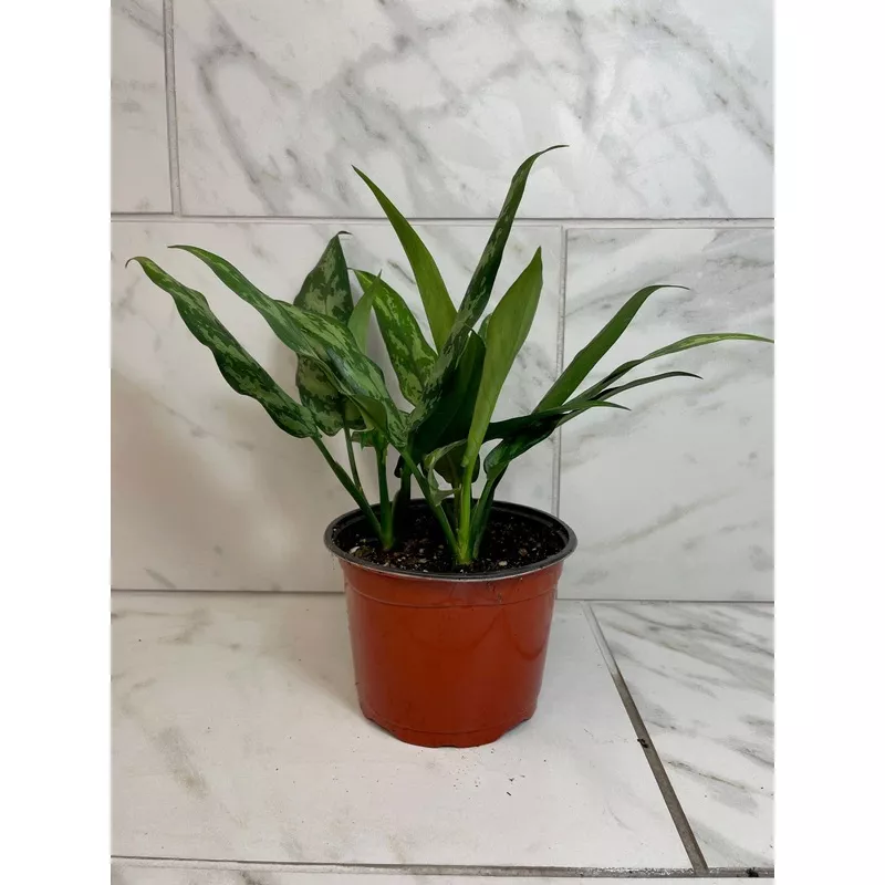 Aglaonema Maria 6” Plant