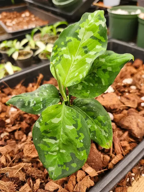 Aglaonema pictum ‘Tricolor’