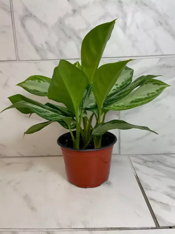 Aglaonema Silver Bay 6” Plant