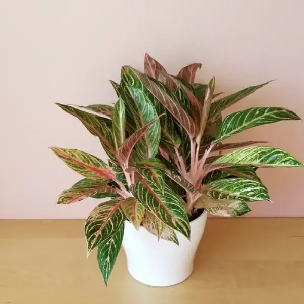 Aglaonema ‘Sparkling Sarah’