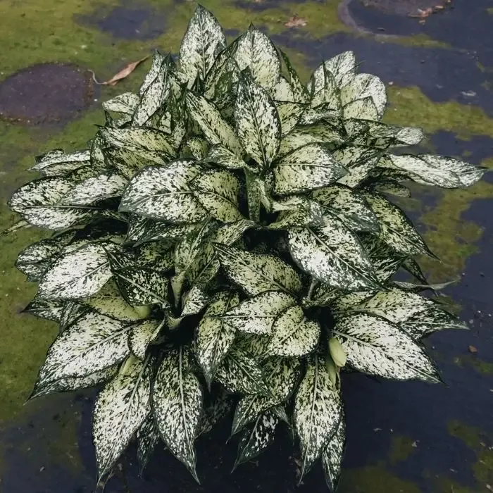 Aglaonema Spring Snow