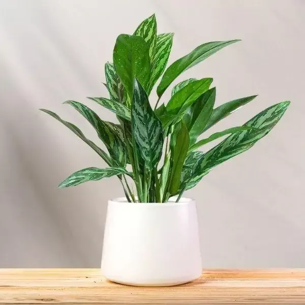 Aglaonema Tigress