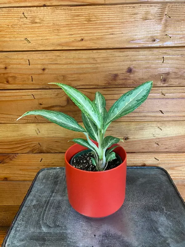 Aglaonema White Rain, 4” Plant