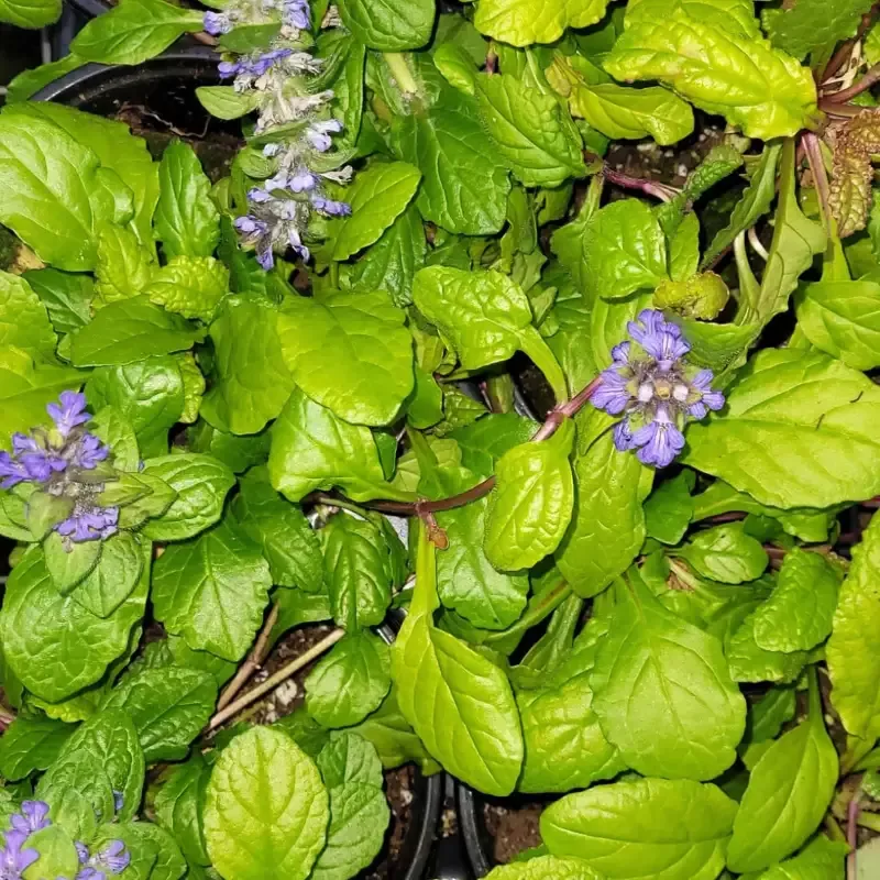 Ajuga Feathered Friends ‘Tropical Toucan’