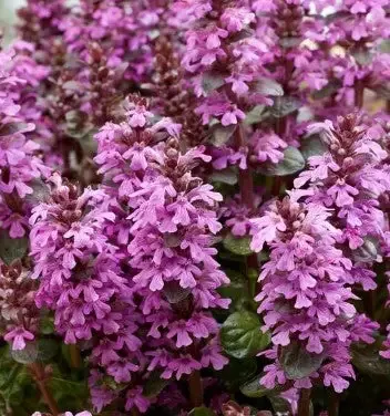 Ajuga Hybrid ‘Midnight Mystery’ Bugle Weed