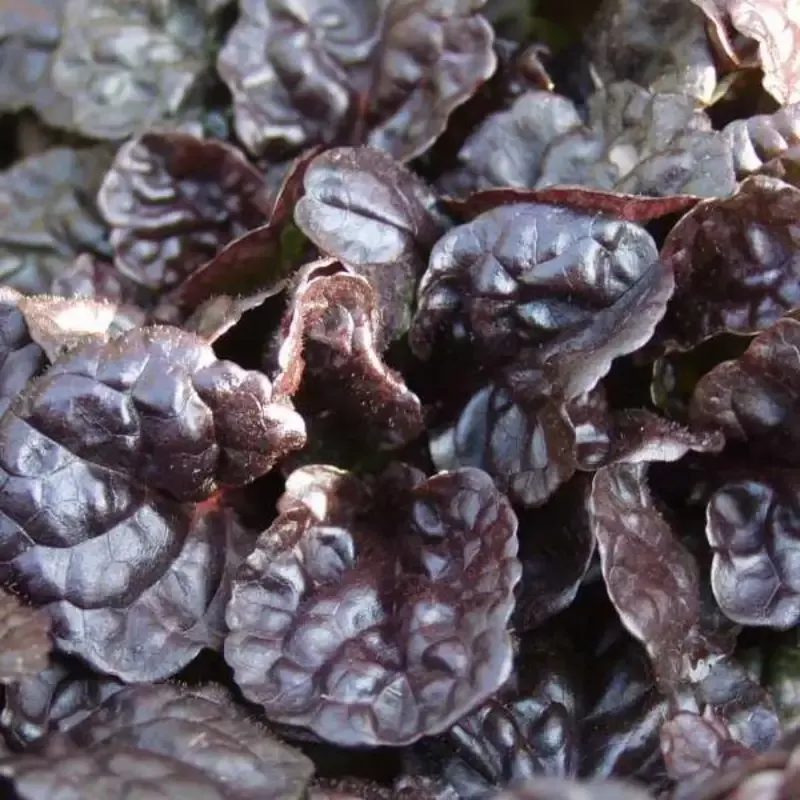 Ajuga Reptans ‘Black Scallop’ – [EG]