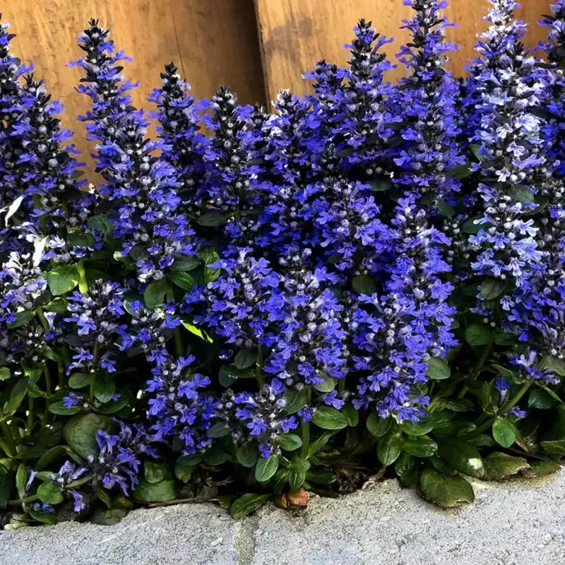 Ajuga Reptans Blueberry Muffin – [EG]