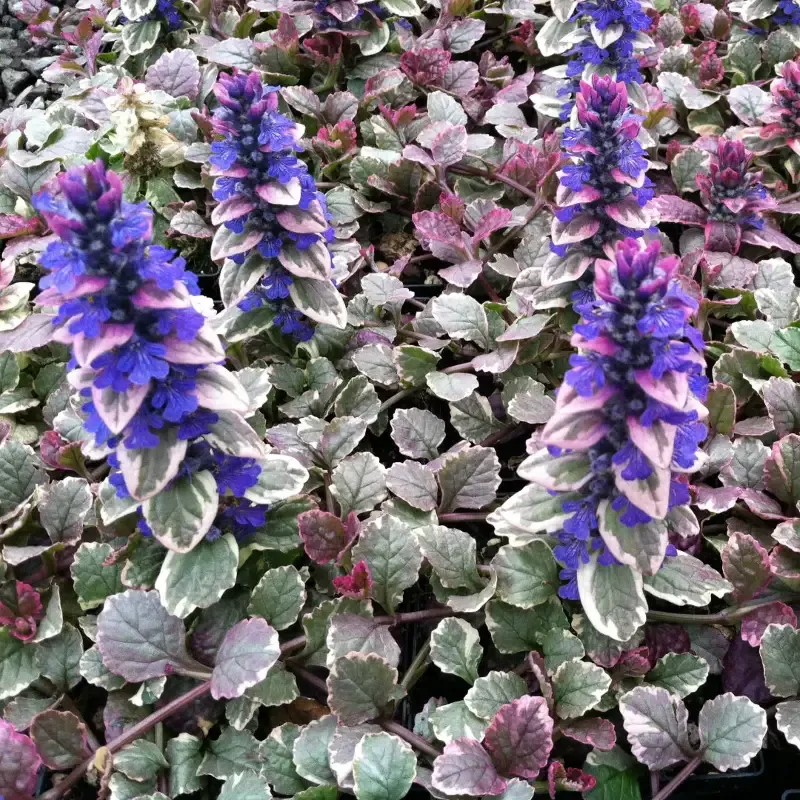 Ajuga reptans ‘Burgundy Glow’