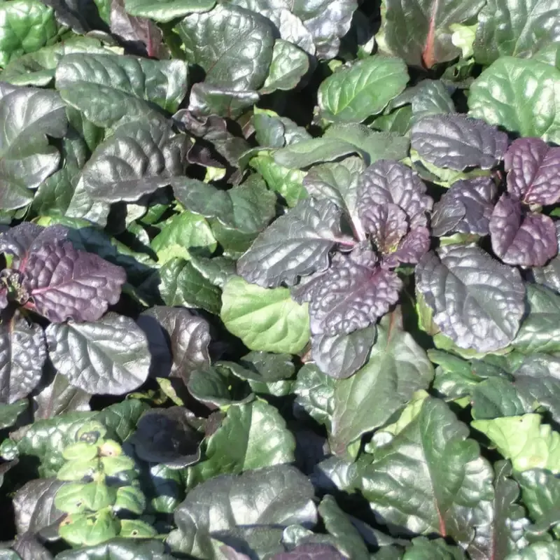 Ajuga Reptans ‘Catlin’s Giant’ Carpet Bugle, Bugleweed – [CG]