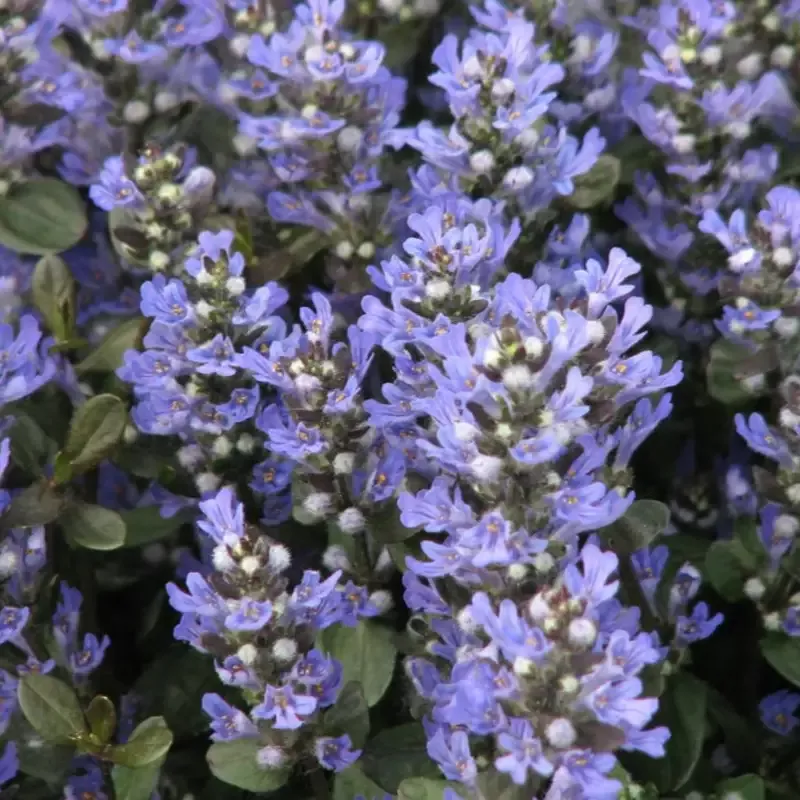 Ajuga reptans ‘Chocolate Chip’ Bugleweed – [CG]