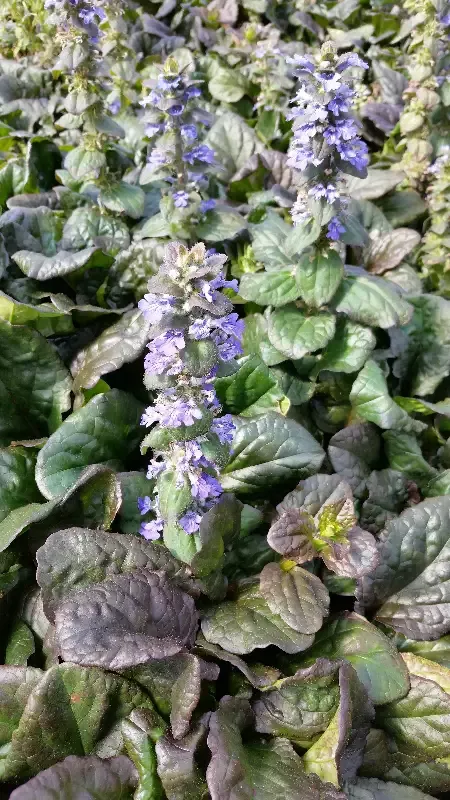Ajuga ruptans “Catlins Giant”