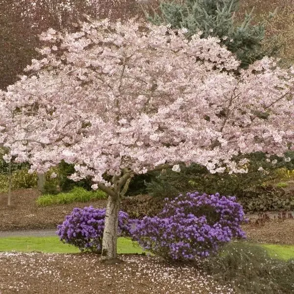 Akebono Cherry Tree