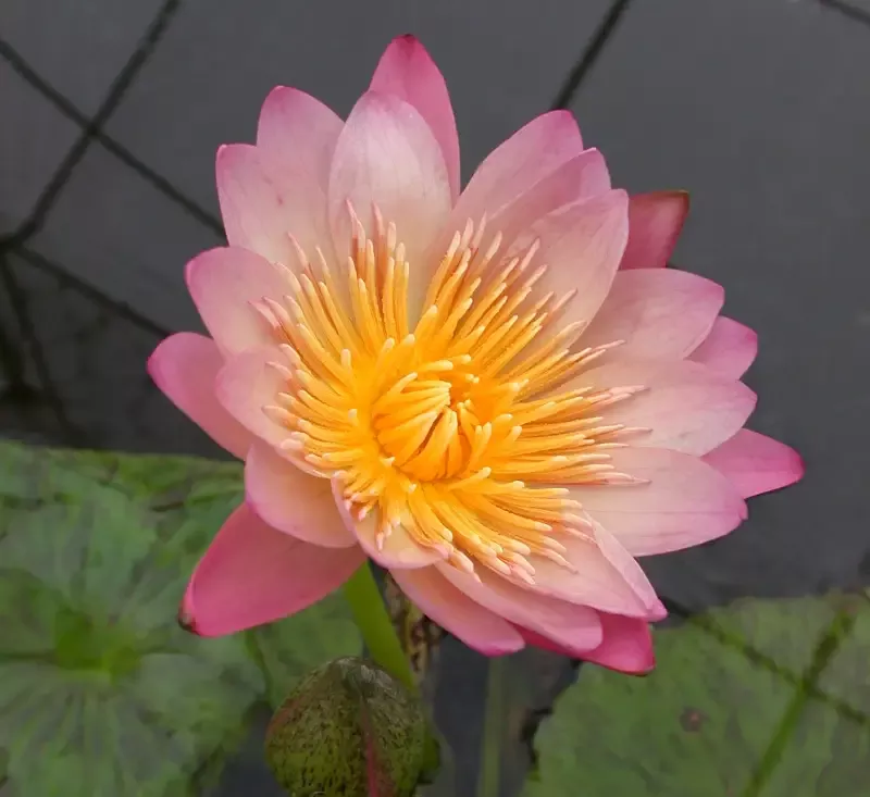 Albert Greenberg – Day Blooming Tropical Lily