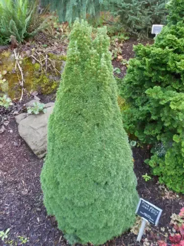 Alberta Spruce – Jean’s Dilly