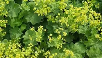 Alchemilla ‘Mollis’ Lady’s Mantel