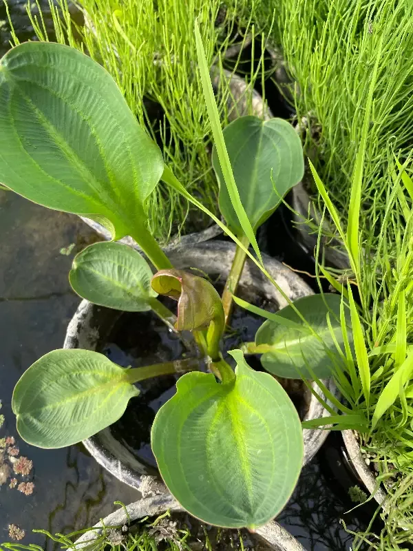 Alisma parviforum “Spoon Leaf Plantain”