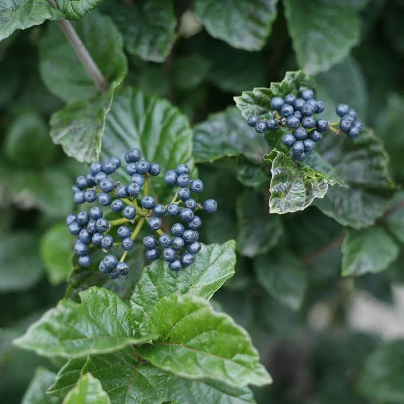 All That Glitters™ Arrowwood Viburnum