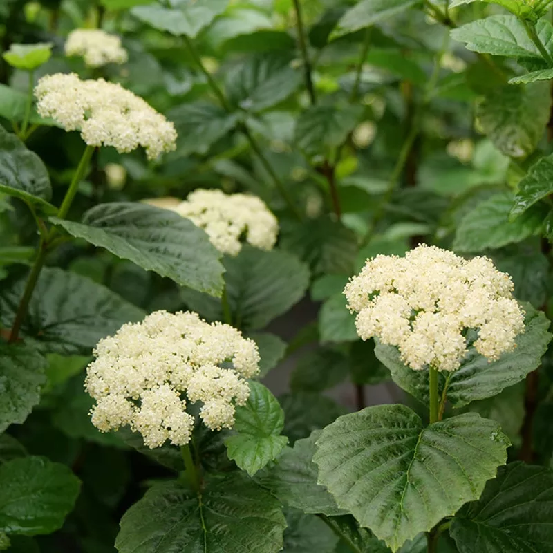 All That Glows™ Arrowwood Viburnum