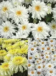 All Varieties Daisy