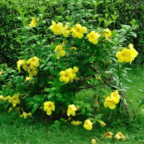Allamanda Bush