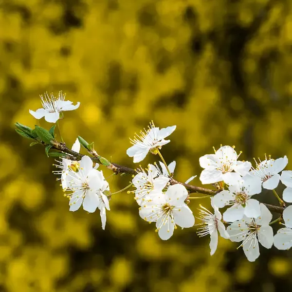 Allegheny Serviceberry Shrub