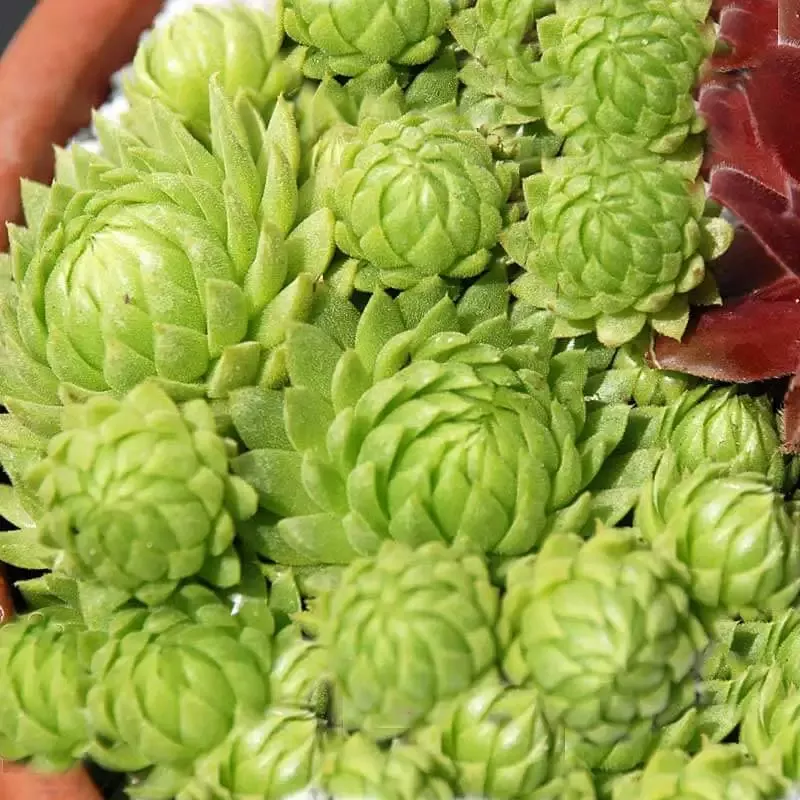 ‘Allionii’ Hens & Chicks
