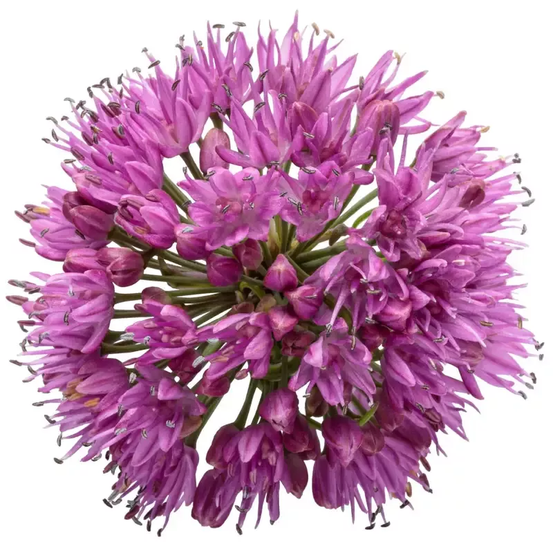 Allium ‘Serendipity’ Ornamental Onion – [EG]