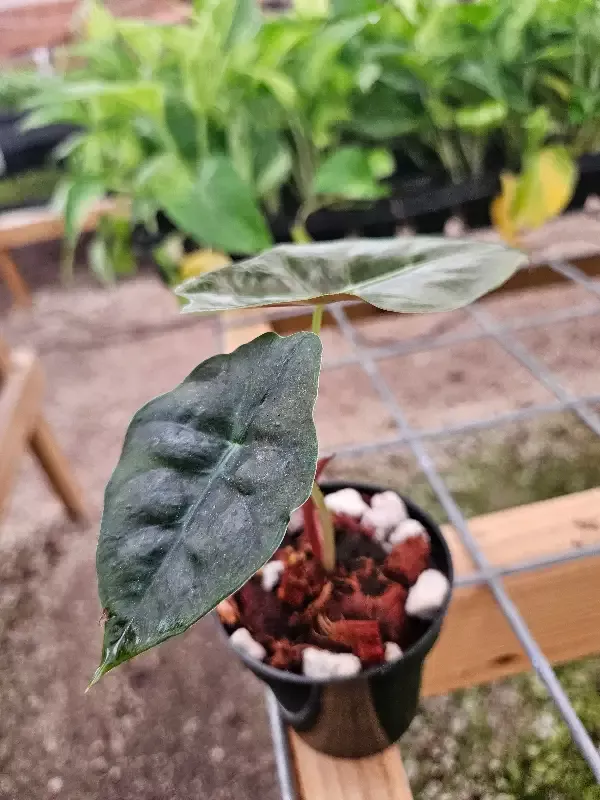 Alocasia Chantrieri