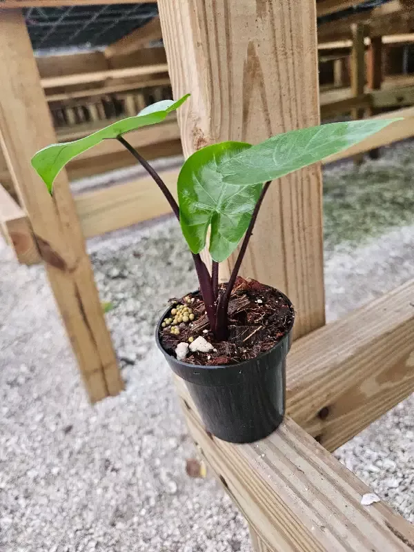 Alocasia Dark Star