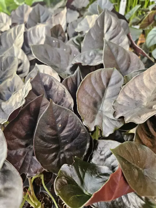 Alocasia Infernalis ‘Kapit’