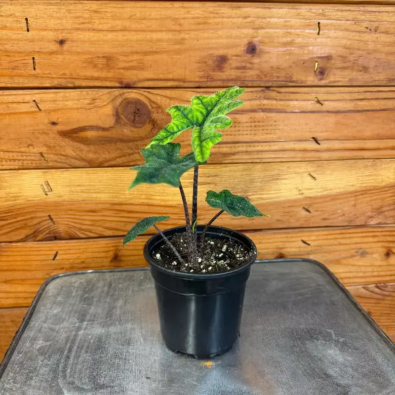 Alocasia Jacklyn, 4″ Plant
