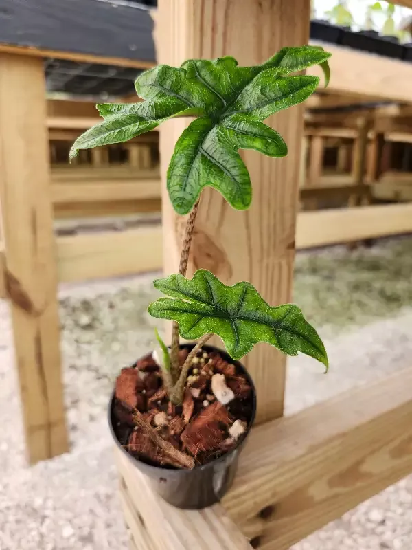 Alocasia ‘Jacklyn’