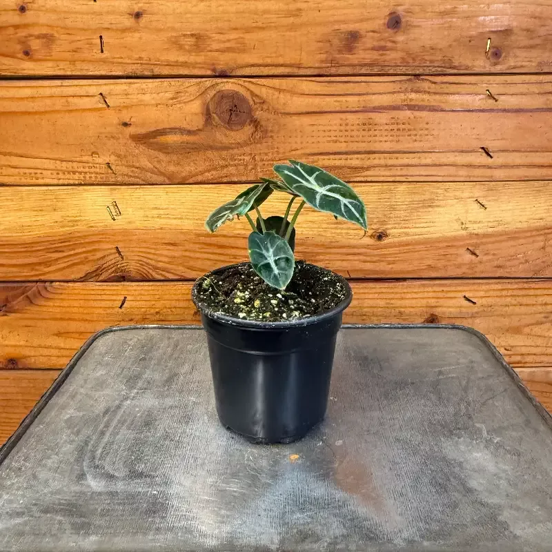 Alocasia Mandalay, 4″ Plant