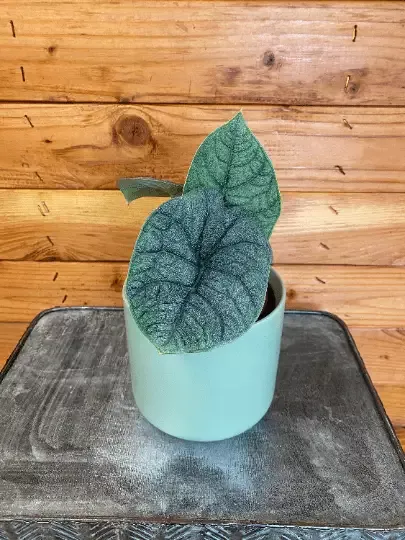 Alocasia Melo, 4″ Plant