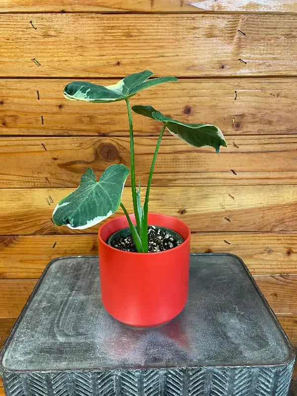 Alocasia Mickey Mouse, 4″ Plant