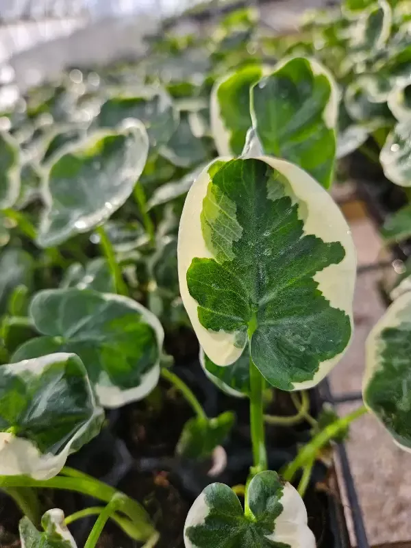 Alocasia Mickey Mouse