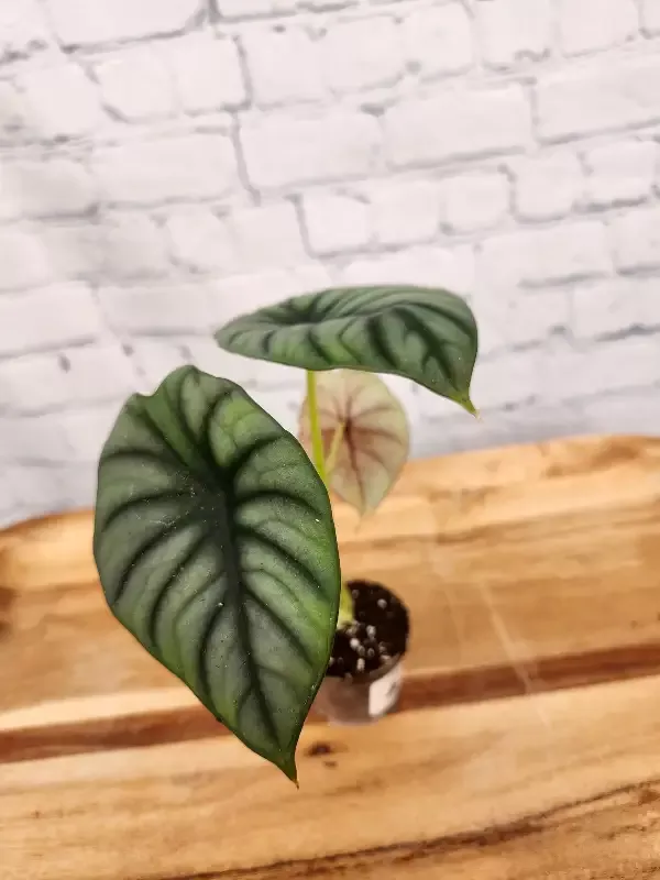 Alocasia ‘Nebula’