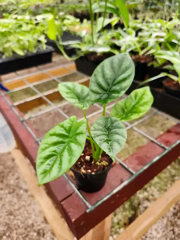 Alocasia“Quilted Green”