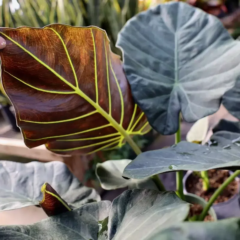 Alocasia ‘Regal Shield’