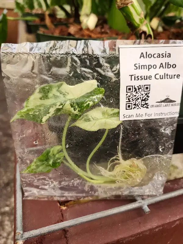 Alocasia Simpo White Tissue Culture
