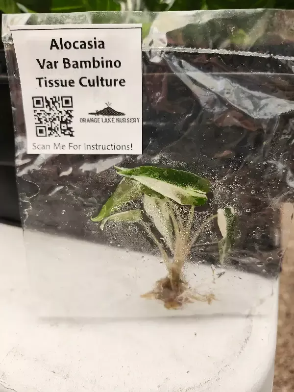 Alocasia Variegated Bambino Tissue Culture