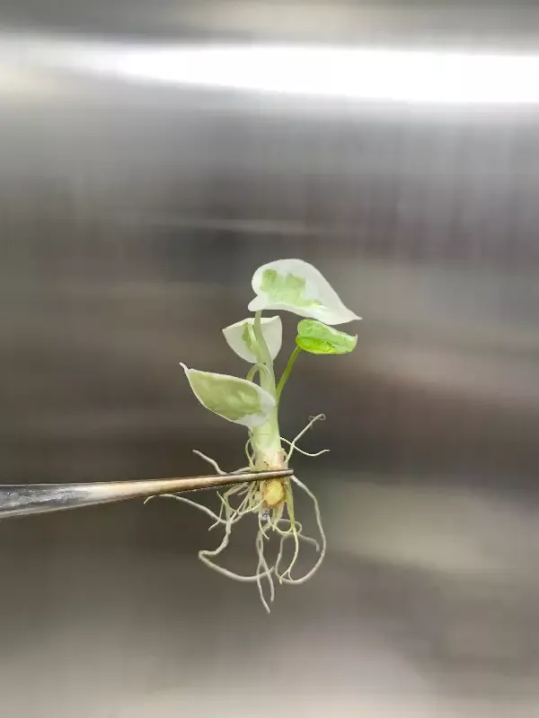 Alocasia Variegated Black Ninja Tissue Culture