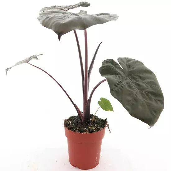Alocasia Yukatan Princess
