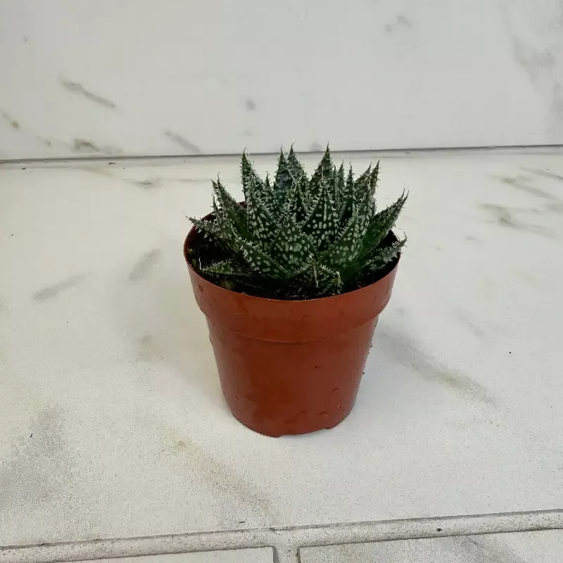 Aloe Aristata Zambezi Plant, 2″ Plant
