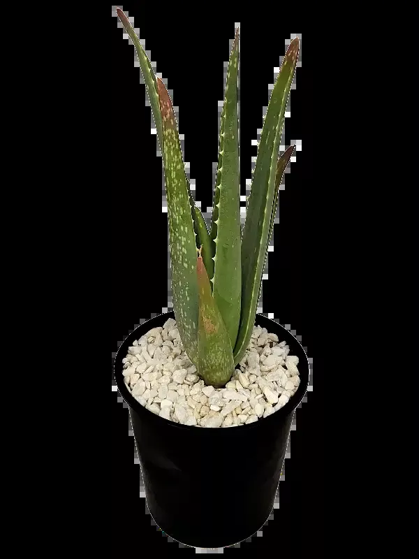 Aloe barbadensis – Aloe vera-orange