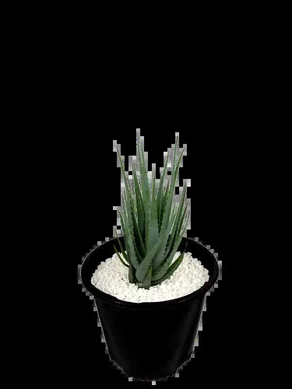 Aloe brevifolia ‘Blue Elf’